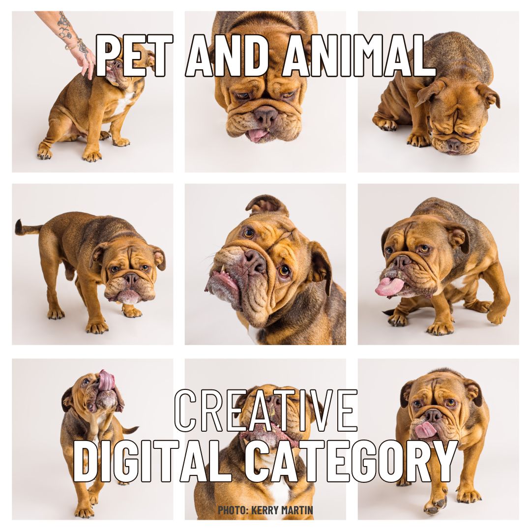 Digital Creative -  Pet and Animal