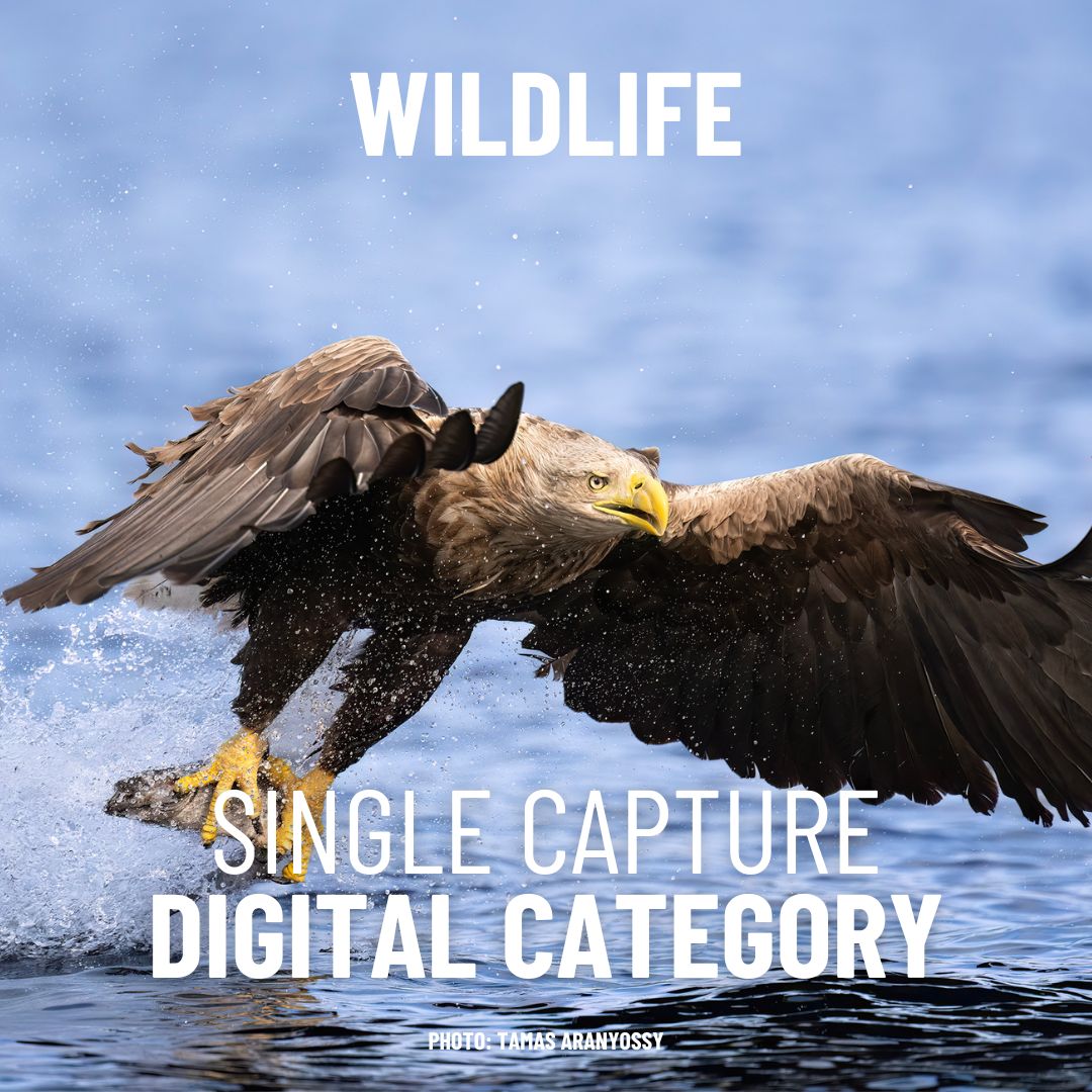 Digital Single Capture - Wildlife